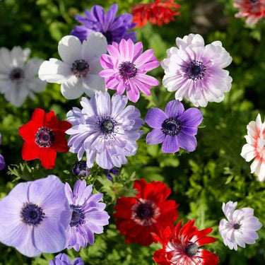 Anemone Coronaria 'De Caen Mixture'